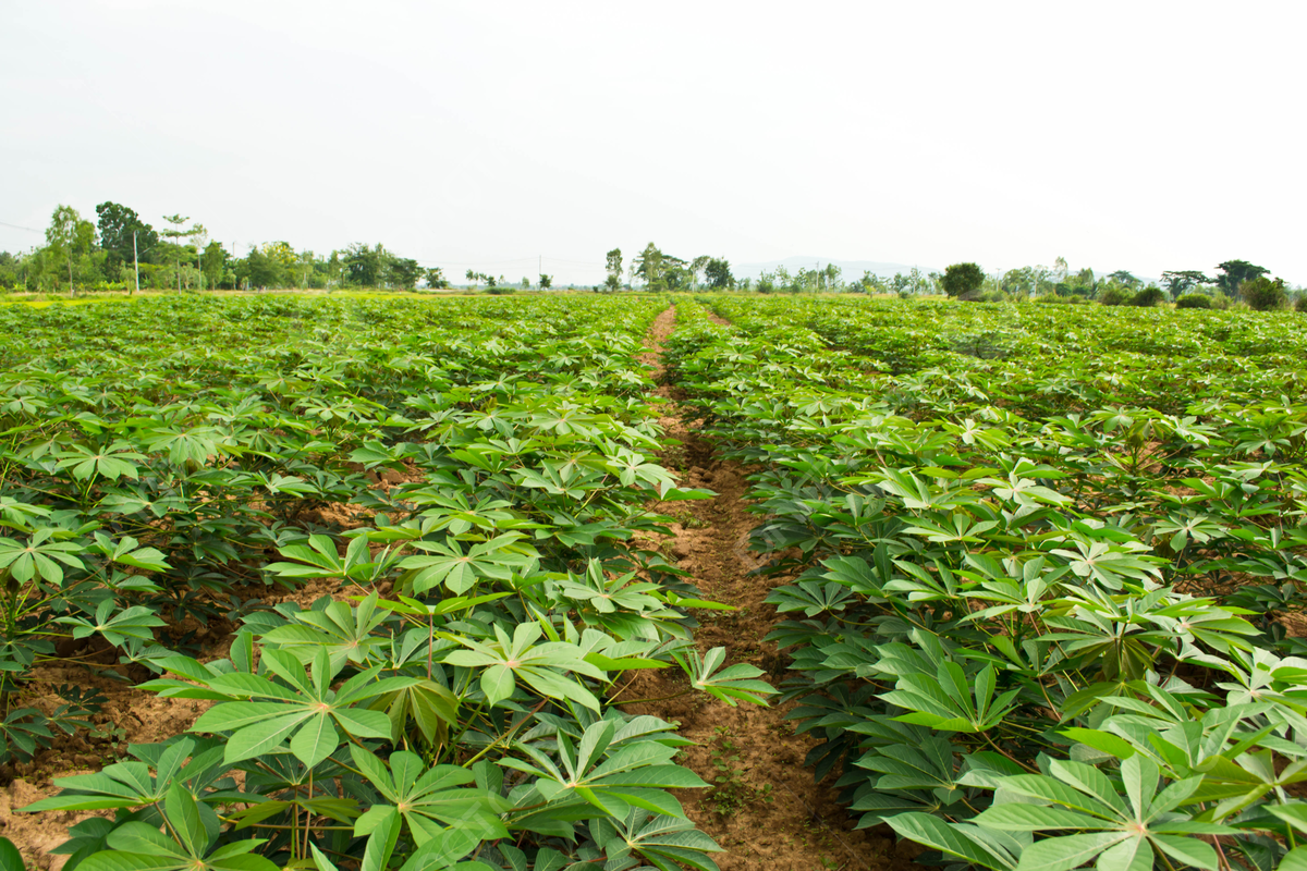 pngtree-cassava-garden-plantation-manioc-row-photo-picture-image_5400129